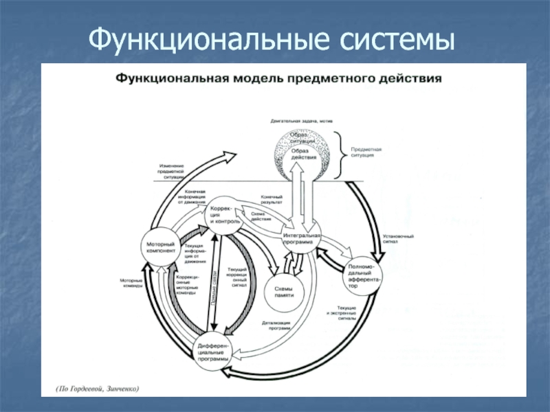 Основные функциональные системы человека. Функциональные системы человека. Основные функциональные системы. Основные функциональные системы организма человека. Функциональная система это в биологии.