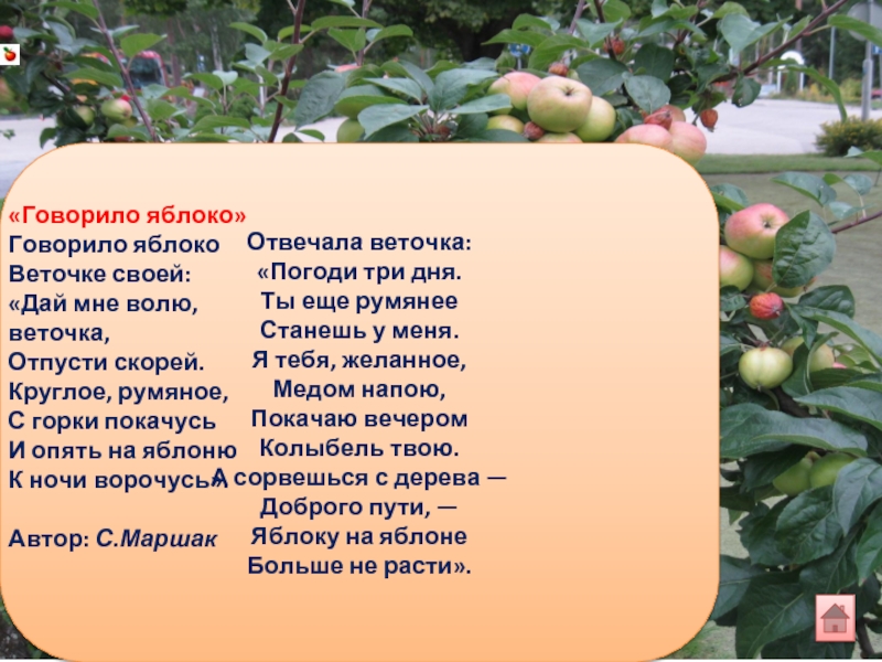 Вся россия наш сад чьи слова. Стих про яблоко. Стих про яблоню. Загадка про яблоню. Стихи о Яблоньке для детей.