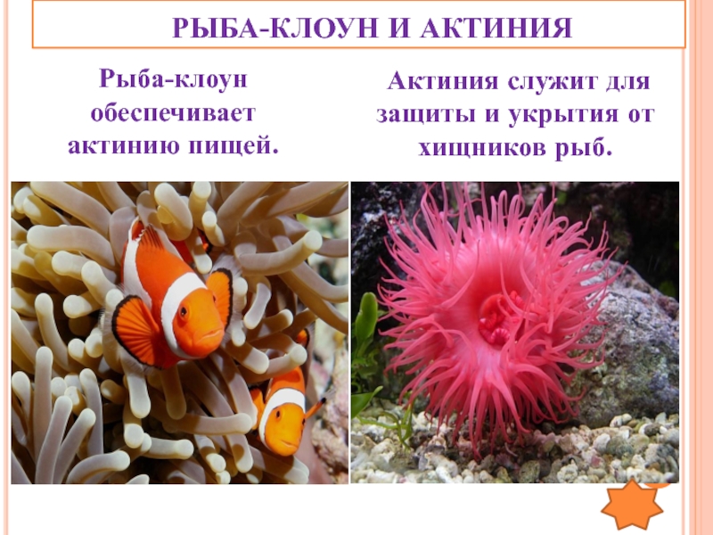 Отношения рыбы клоуна и актинии. Рыба-клоун и актиния Тип взаимоотношений. Рыба клоун и актиния симбиоз. Рыбка клоун в актинии. Рыба клоун и морские анемоны мутуализм.