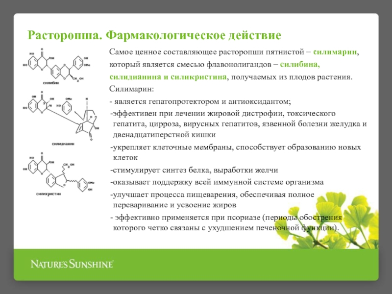 Фармакологическое действие. Расторопша фармакология. Расторопша пятнистая Фармакологическое действие. Расторопши пятнистой Фармакологическое действие. Расторопша фарм действие.