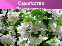 Семейство Розоцветные