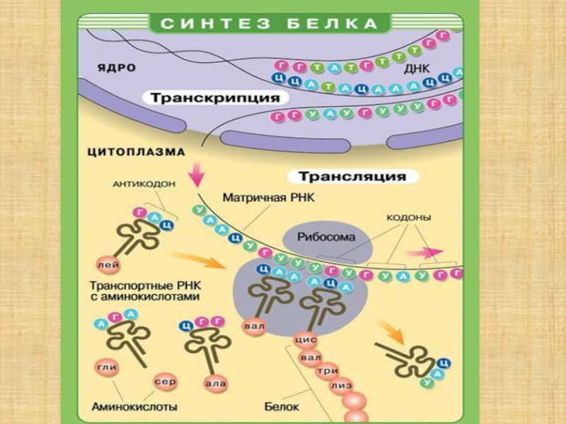 Синтез белков в цитоплазме. Схема синтеза белка в клетке. Процессы трансляции биосинтеза белка. Схема процесса синтеза белка в клетке. Синтез белка транскрипция и трансляция таблица.