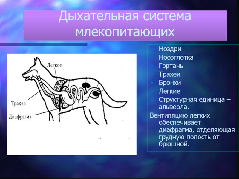 Последовательность процессов дыхательных движений у млекопитающих. Дыхательная система млекопитающих. Органы дыхания млекопитающих. Строение дыхательной системы млекопитающих. Органы дыхания млекопитающих схема.