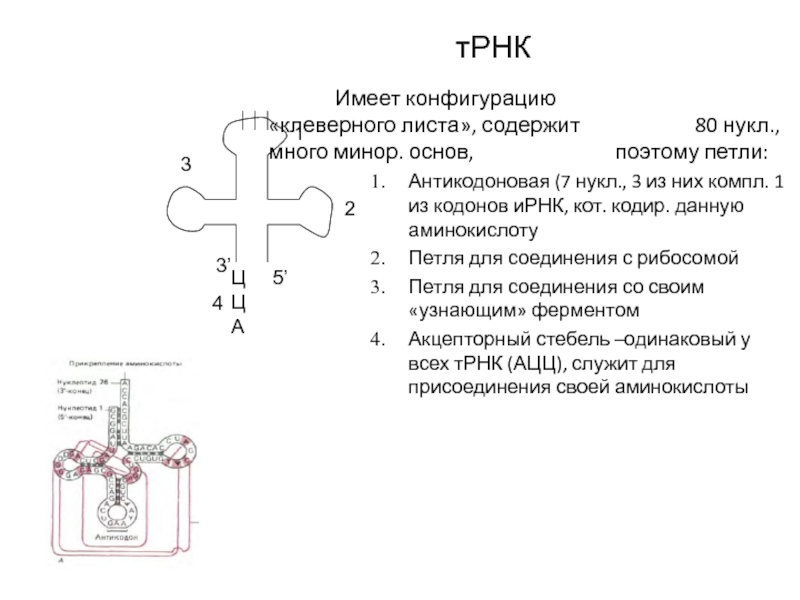 Имеет конфигурацию