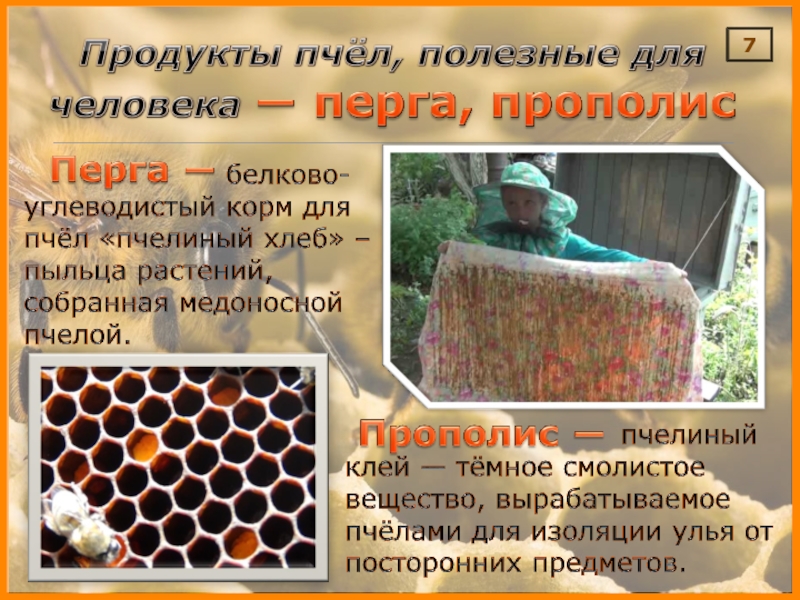 Что используют пчелы. Продукты пчел. Продукты пчеловодства для человека. Товары для пчел. Продукты жизнедеятельности пчел.