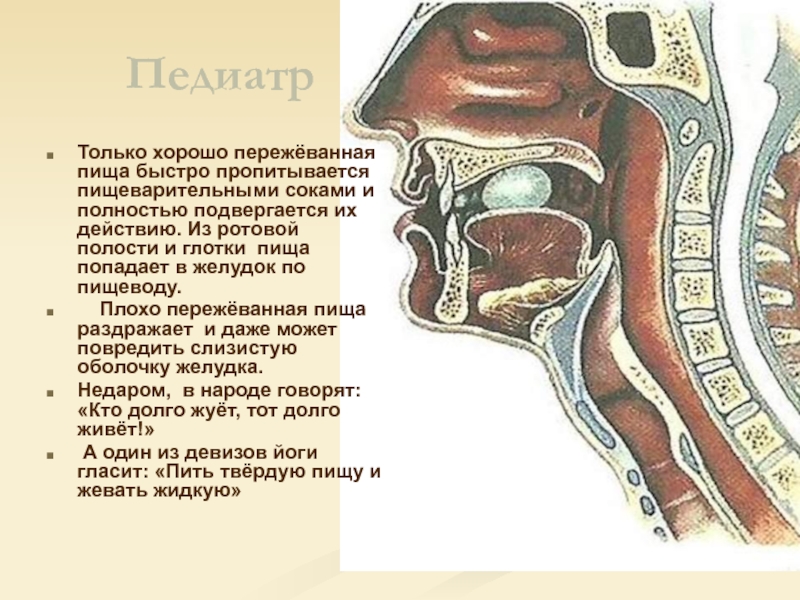 Строение полости рта и глотки