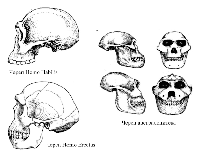 Череп австралопитека рисунок