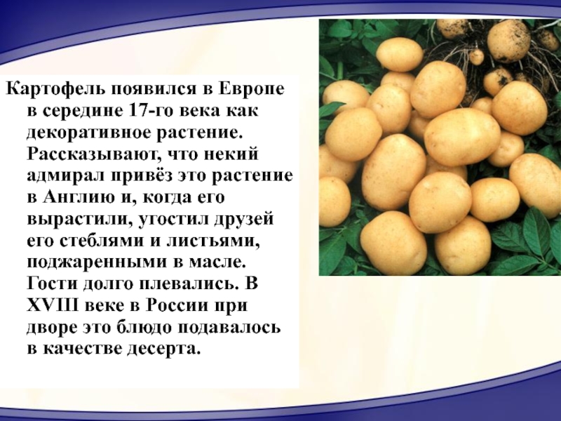 Картофель появился в Европе в середине 17-го века как декоративное растение. Рассказывают, что некий адмирал привёз это