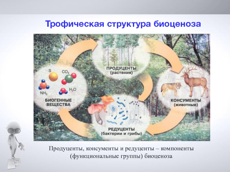 В представленном на рисунке биоценозе продуцентом является