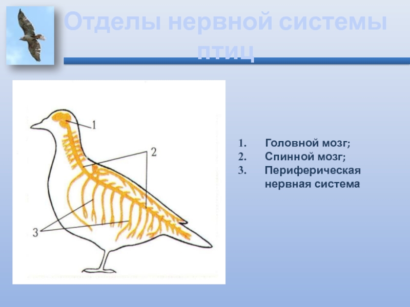 Органы чувств система птиц