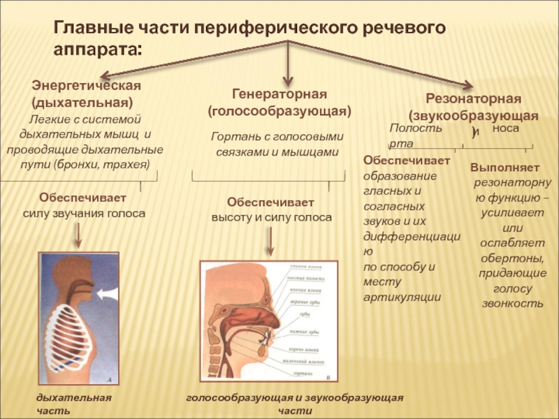 Схема иннервации речевого аппарата