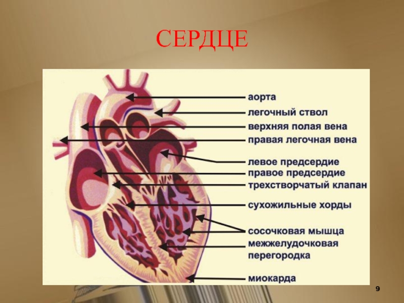 Сердце состоит из. Межпредсердная перегородка сердца. Аорта и легочный ствол. Внутренняя поверхность сердца. Сердце аорта легочный ствол.