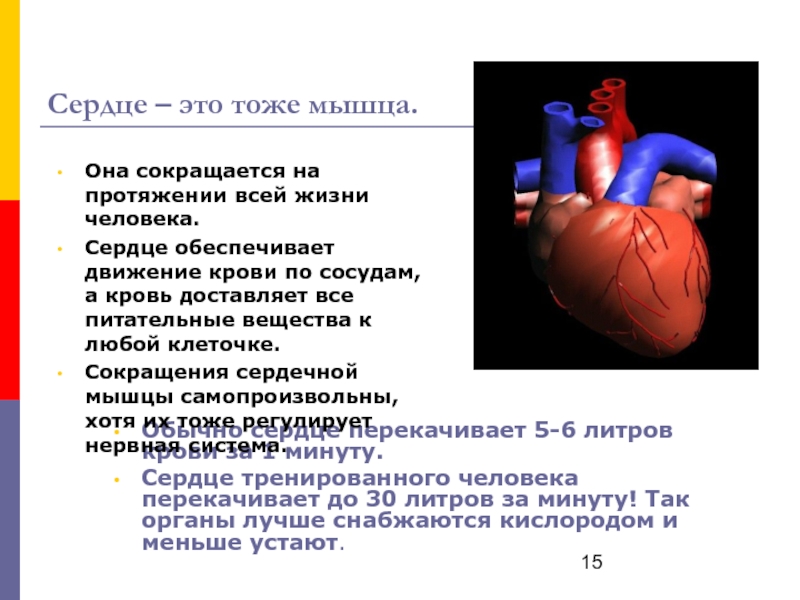 Сердце кровь сколько литров. Сердечная мышца человека. Сердце перекачивает кровь.