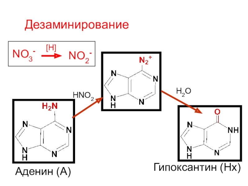 Гипоксантин. Аденин в гипоксантин. Аденин hno2. Гипоксантин структурная формула. Синтез аденина.