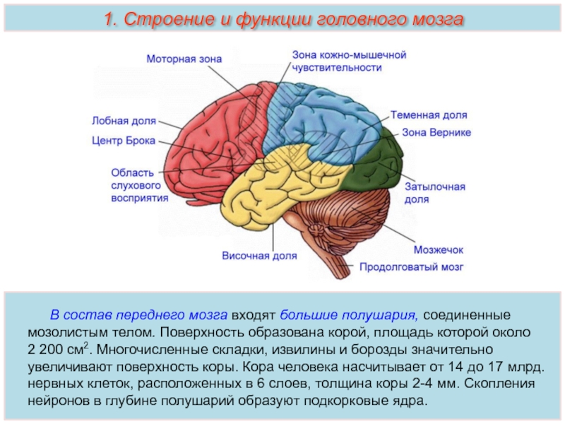 Презентация по биологии 8 класс передний мозг промежуточный мозг и большие полушария