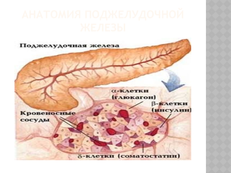 Бад поджелудочная железа. Поджелудочная железа анатомия гормоны. Поджелудочная железа гормоны рисунок. Поджелудочная железа вырабатывает гормон. Что синтезирует поджелудочная железа.