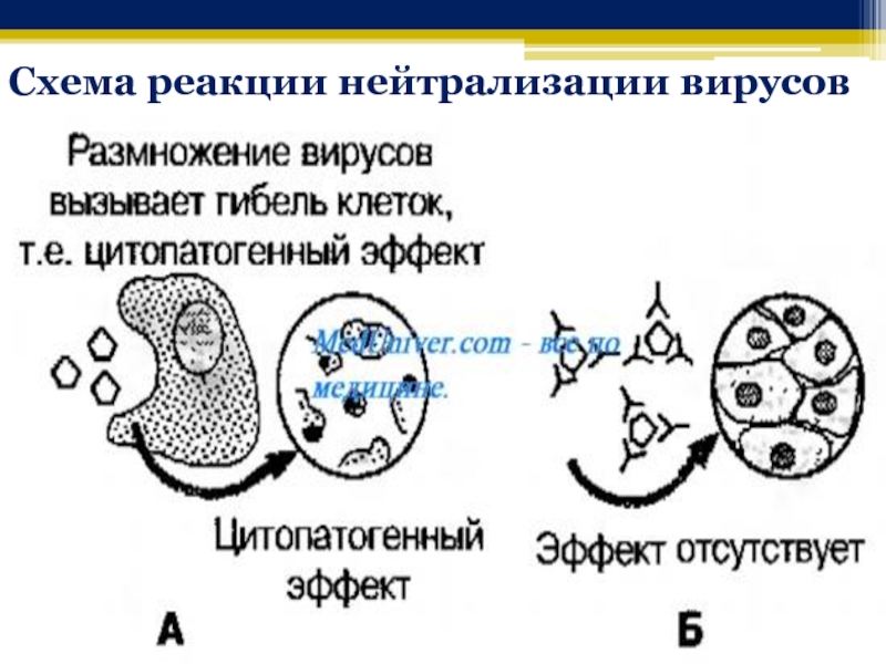 Реакция нейтрализации схема