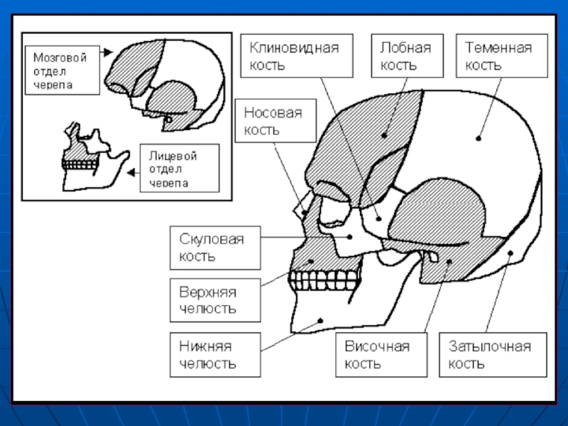 Клиновидный отдел черепа. Скелет головы. Висцеральный отдел черепа. Схема типов крепления мозгового и висцерального отделов черепа. Кости лицевого отдела черепа.