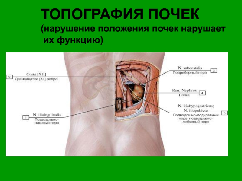 Презентация топография почек