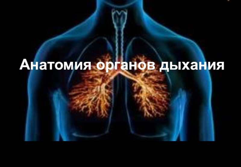 Презентация Анатомия органов дыхания