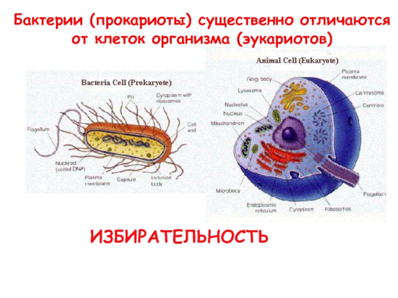 Что такое прокариоты. Схема клетки прокариот и эукариот. Клетки прокариот и эукариот. Бактерии эукариоты. Прокариоты и эукариоты.