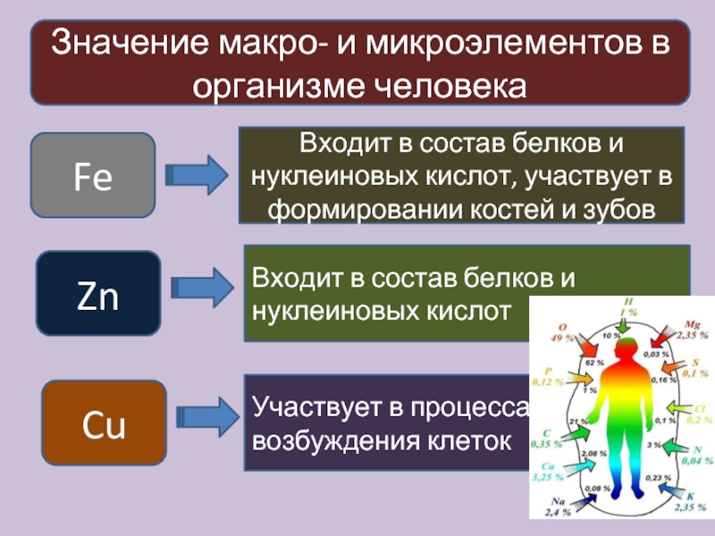 Что такое макро и микроэлементы. Макро и микроэлементы в организме человека. Роль микроэлементов в организме. Биологическая роль микроэлементов. Роль макро и микроэлементов в организме человека.