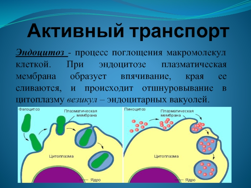 Какими путями вещества поступают в клетку рассмотрите рисунок и назовите процессы