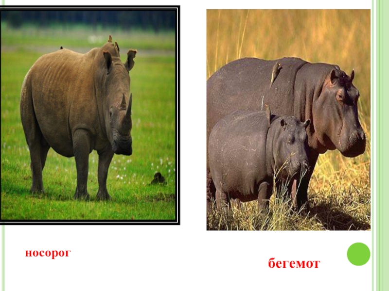 Носорог природная зона. Слон Бегемот носорог. Кто сильнее носорог или Бегемот.