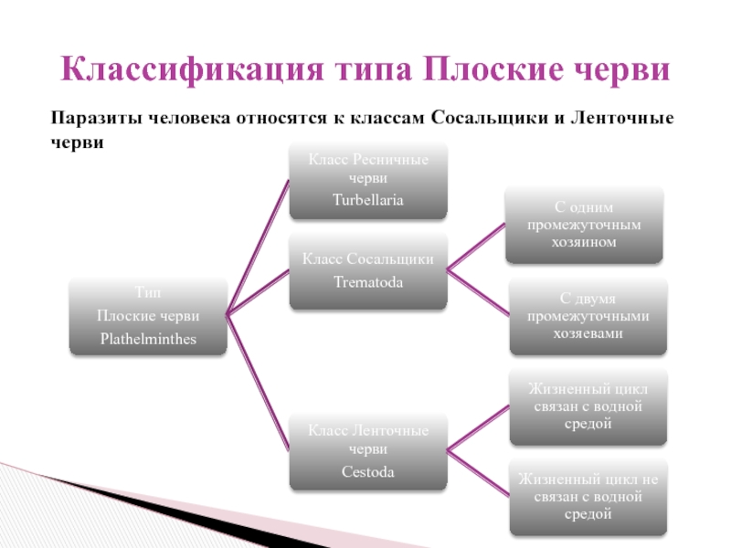 Классификация червей. Тип плоские черви классификация. Ленточные черви классификация. Классификация ленточных червей. Классификация типа проблем по Миколайчику.