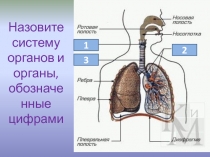 Гуморальная регуляция. Железы внутренней секреции