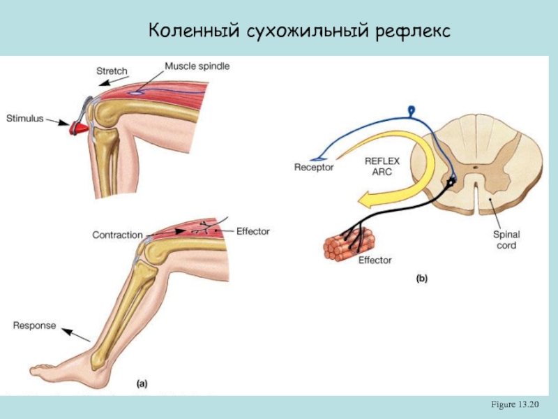 Схема сухожильного рефлекса