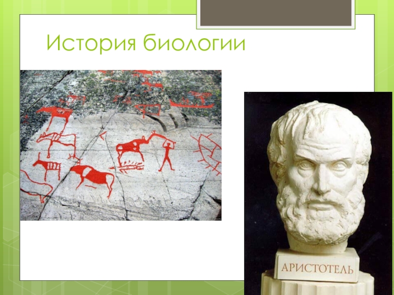 История биологии. История биологии про школы?. Ипроект история биологии. История биологии pdf.