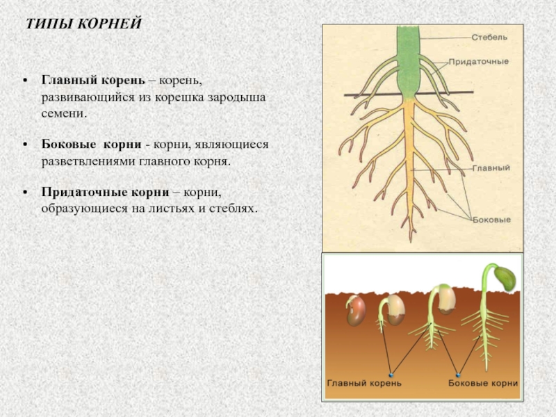 Корень боковой корень семя. Главный корень боковой корень придаточный корень. Корневая система придаточные корни. Строение корня придаточные корни. Придаточные корни и боковые корни.