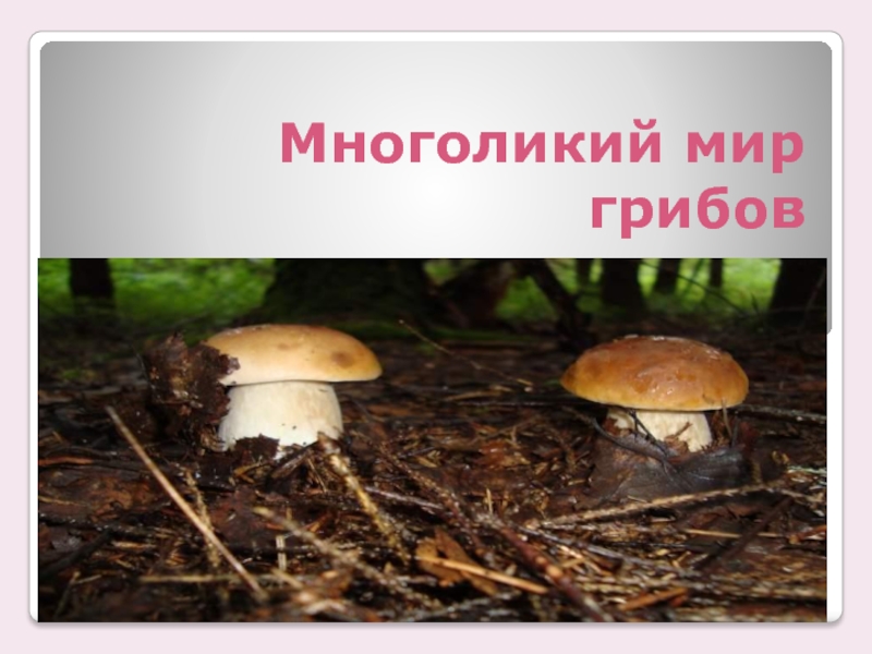 Многоликий мир грибов