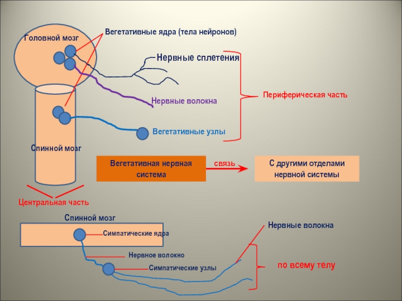 Вегетативные части тела. В Центральном отделе ядра вегетативной нервной системы. Вегетативная нервная система чдра. Симпатические вегетативные ядра. Спинной мозг вегетативная нервная система.