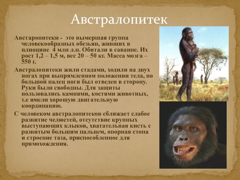 Предки человека кратко. Дриопитек австралопитек. Таблица предки человека австралопитеки. Австралопитеки предки человека. Человекообразные обезьяны австралопитеки.