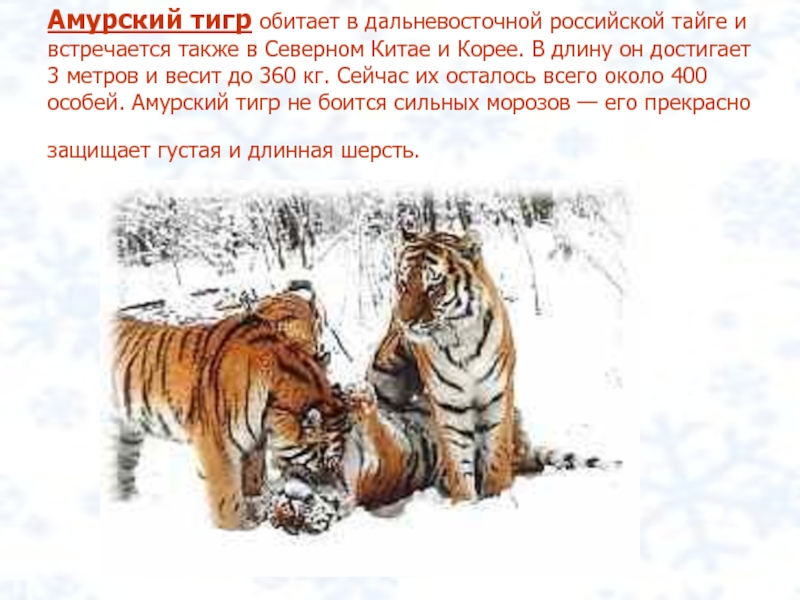 Амурский тигр обитает в дальневосточной российской тайге и встречается также в Северном Китае и Корее. В длину