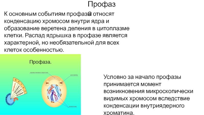 Распад клеток. Профаза Веретено деления. Профаза характеристика. Конденсация хромосом в профазе митоза. Профаза изменение в ядре.