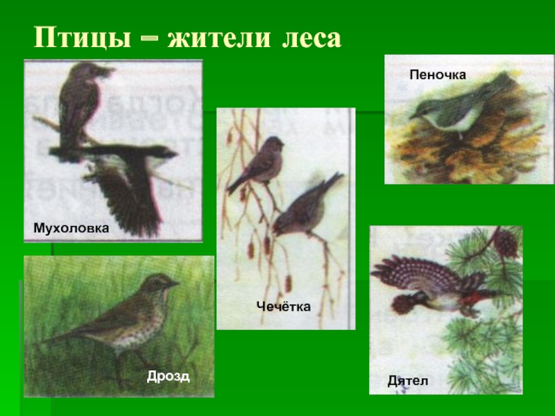 Птицы – жители лесаЧечёткаДятелПеночка Дрозд Мухоловка