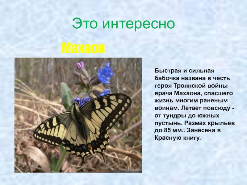 Рассказано в луге. Жизнь Луга. Жизнь Луга 4 класс окружающий мир. Интересные факты о животных и растениях Луга. Интересные факты о Луге.