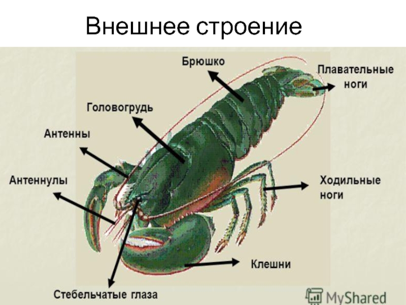 Органы чувств ракообразных