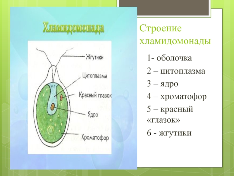 Глазок водоросли