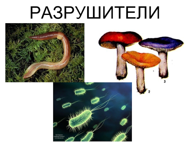 Потребители разрушители