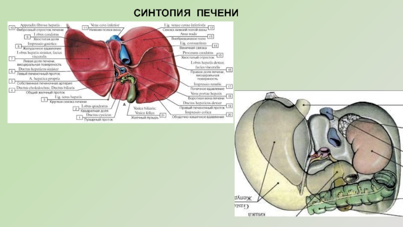 Синтопия нижней поверхности печени схема