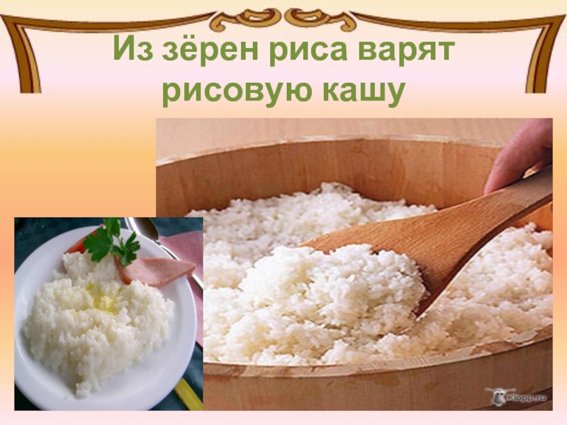 Из зёрен риса варят рисовую кашу