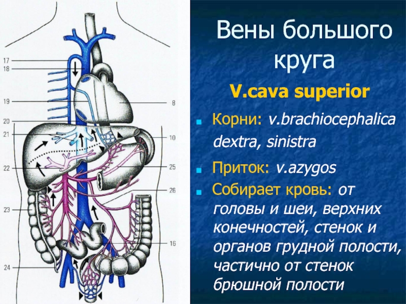 Воротная аорта. Брюшная аорта круг кровообращения. Грудная аорта. Наложение аорто легочного анастомоза.