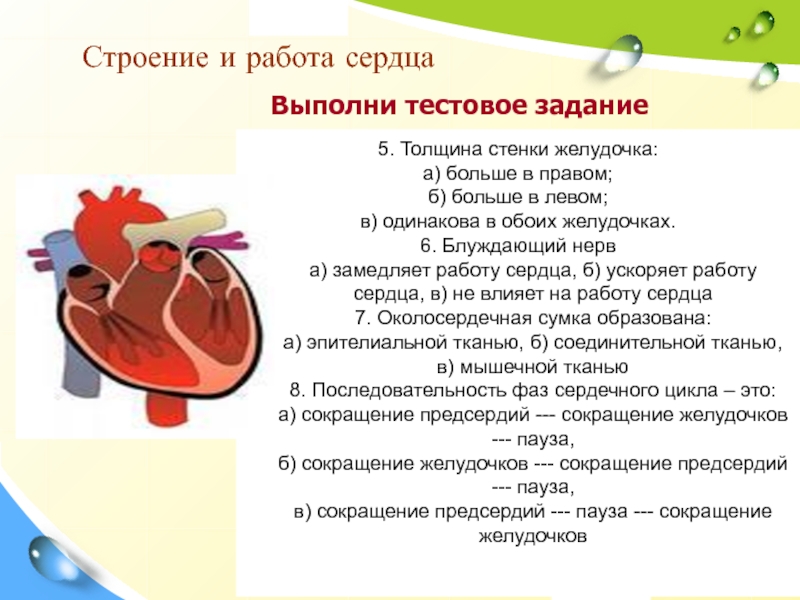 Строение и работа сердца 8 класс. Строение и работа сердца. Задания. Стенки желудочков сердца. Толщина стенок желудочков сердца. Строение стенки желудочка сердца.