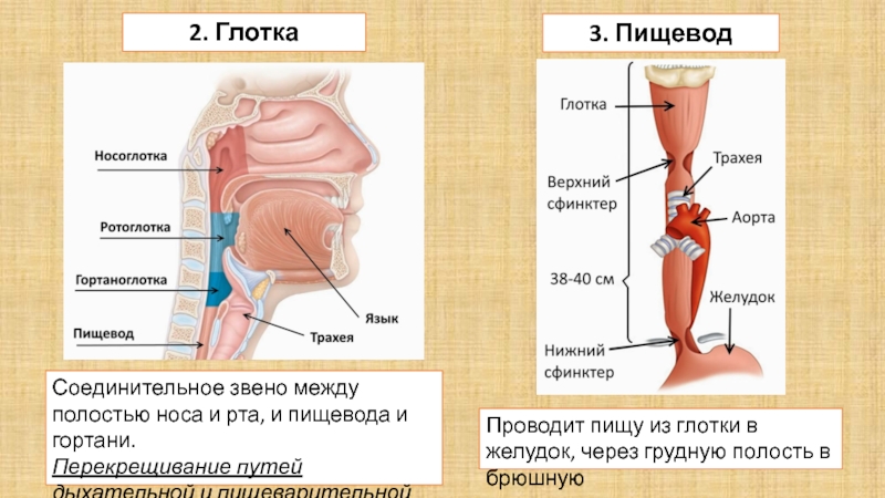 Гортань и пищевод схема