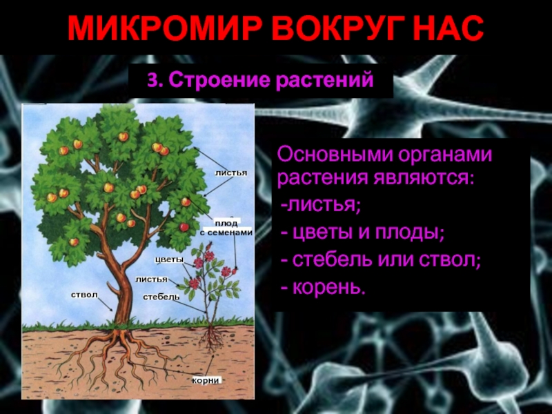 Основными органами растения являются:листья; цветы и плоды; стебель или ствол; корень.3. Строение растенийМИКРОМИР ВОКРУГ НАС