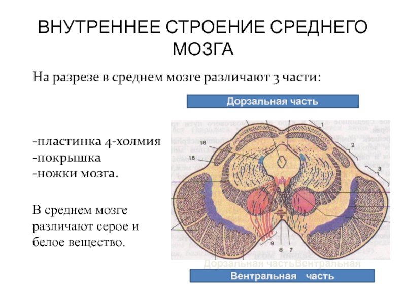 Строение среднего мозга в головном мозге. Внутренне строение среднего мозга. Вентральный Перекрест покрышки среднего мозга образован. Средний мозг анатомия внутреннее строение. Анатомия среднего мозга анатомия промежуточного.